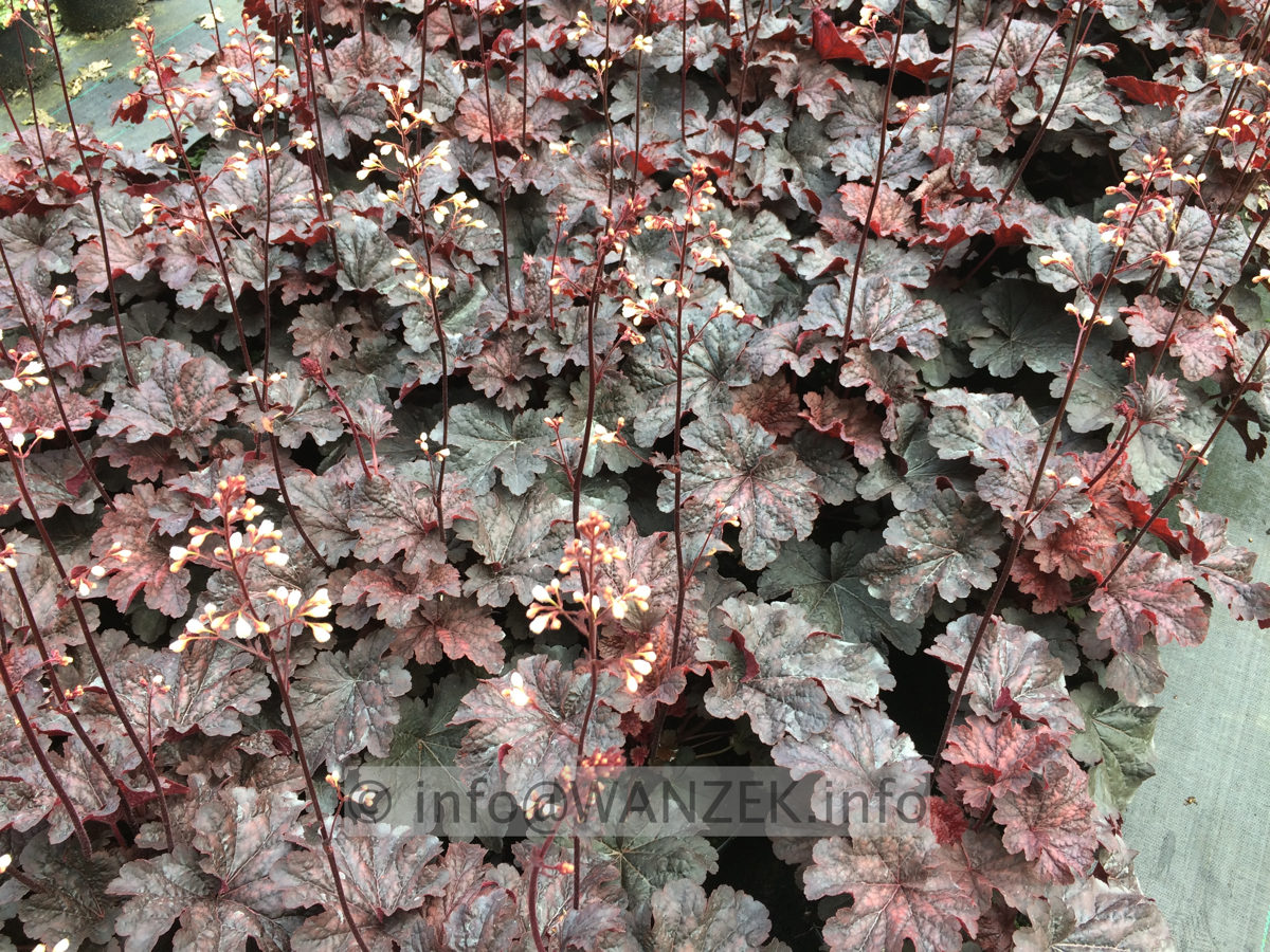 Heuchera Hybride Cajun Fire 03.JPG